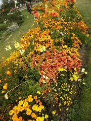 Staudenbeet#1 - Sommer, Blume, Blumen, Sommerblumen, Kunst, Farbenlehre, Gartenanlage, Beet, Blumenbeet
