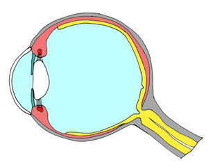 Auge Querschnitt - Auge, Anatomie, Sehen, Querschnitt, Optik, Sehnerv, Sinne, Sinnesorgan