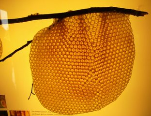 Bienenwabe #5 - Biene, Bienenstock, Honig, Wabengebilde, Zellen, Bienenhaltung, Wabe, Bienenwabe, Imkerei