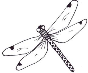 Libelle - Illustration, Libelle, Anlaut L, fliegen, Drachenfliege, Hautflügel, Insekt
