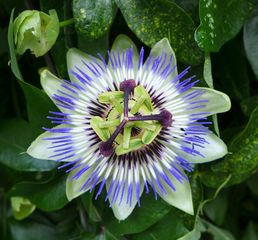 Passionsblume #1 - Blüte, Passionsblume, blau, geöffnet, Symbole, Passiflora caerulea, Strahlenkranz, Kletterpflanze