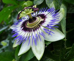 Passionsblume #2 - Blüte, Passionsblume, blau, geöffnet, Symbole, Passiflora caerulea, Strahlenkranz, Kletterpflanze