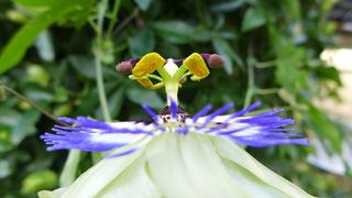 Passionsblume #3 - Blüte, Passionsblume, blau, geöffnet, Symbole, Passiflora caerulea, Strahlenkranz, Kletterpflanze, Stempel, Staubgefäße