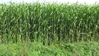 Maisfeld - Mais, Biogas, nachwachsend, Rohstoff, Landwirtschaft, Maisfeld, Maispflanze, Maispflanzen, Kukuruz, Stängel, Stiel, Futter, Tierfutter, Nahrungsmittel, Landwirtschaft, Anbau, Wurzel, Ernte