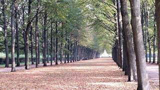 Allee - Allee, Weg, Bäume, symmetrisch, Symmetrie, Perspektive, Fluchtpunkt, Blätter, gerade, Ruhe, Meditation, Herbst