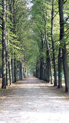 Allee - Allee, Weg, Bäume, symmetrisch, Symmetrie, Perspektive, Fluchtpunkt, Blätter, gerade, Ruhe, Meditation