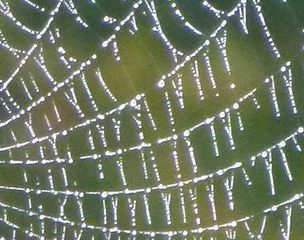 Was_ist_das #Natur - Bilderrätsel, Rätselbild, Spinnennetz, Natur