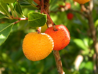 Erdbeerbaum#5 - Erdbeerbaum, Frucht, Heidekrautgewächs, Schnaps, Konfitüre