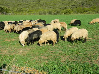 Schafherde - Schaf, Nutztier, Säugetier, Herde, schwarz, Wiederkäuer