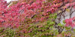Herbstlaub - Herbst, Laub, Herbstlaub, bunt, Blätter, herbstlich, farbenfroh