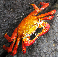 Rote Klippenkrabbe (Grapsus grapsus) - Rote Klippenkrabbe, Grapsus grapsus, Krabbe