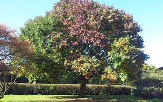 Ahornbaum  - Ahorn, Ahornbaum, Blatt, Blätter, Herbst, Jahreszeiten, Baum, Bäume, Blattverfärbung