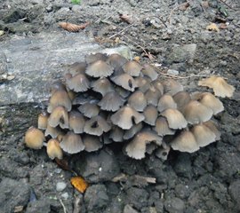 Pilze - Pilz, Pilze, Herbst, herbstlich, Waldboden