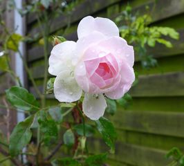 Rose - Rose, Schnittblume, Knospe, Rosengewächs, Naturform, Draufsicht, Rosenblüte, Blüte, Blume, rosa