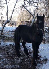 Pferd - Winter, Pferd, Friese, Kaltblüter