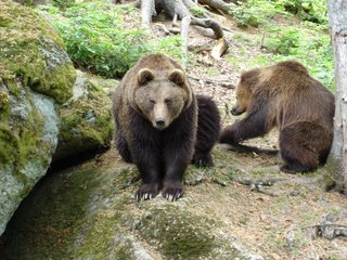 Braunbären - Braunbär, Bär, Natur, Wildtier, Braunbären, zwei