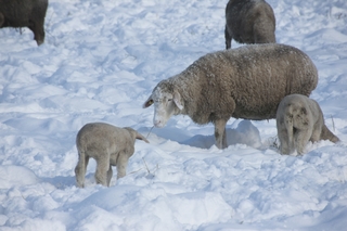 Schafe im Schnee - Haustier, Wolle, Schaf, weich, Nutztier, Milch, Fleisch, Paarhufer, Wiederkäuer, Säugetier, Winter, Schnee