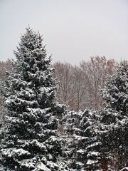 typisch Winter 4# - Winter, Frost, Eis, Wasser, Schnee, frieren, gefroren, zugefroren, Dichte, Physik, Aggregatzustand, Anomalie, Eindruck, kalt, Impression, Jahreszeit, Wettererscheinung, Licht, Schatten, kalt, Kälte, winterlich, frostig, schneien, Tanne, immergrün