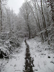 Waldweg im Winter - Wald, Waldweg, Weg, Pfad, Winter, Schnee, verschneit, unbelaubt, romantisch, einsam, Laubbäume