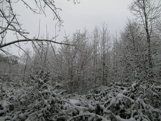 Schnee im Wald#1 - Baum, kahle Bäume, kahl, unbelaubt, Winter, Landschaft, Winterlandschaft, Schneelandschaft, Schnee, Schneedecke, verschneit, Kälte, Einsamkeit, Ruhe, Stille, Schreibanlass, Meditation