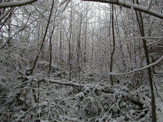 Schnee im Wald#5 - Baum, kahle Bäume, kahl, unbelaubt, Winter, Landschaft, Winterlandschaft, Schneelandschaft, Schnee, Schneedecke, verschneit, Kälte, Einsamkeit, Ruhe, Stille, Schreibanlass, Meditation