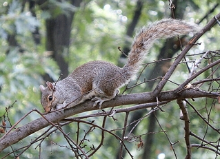 graues Eichhörnchen - Eichhörnchen, springen, Wildtier, Eichkätzchen, klettern, nagen, Nagetier, Baumbewohner, possierlich, Katteker, tagaktiv, grau