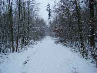 Waldweg im Winter - Wald, Waldweg, Weg, Pfad, Winter, Schnee, verschneit, unbelaubt, romantisch, einsam, Laubbäume