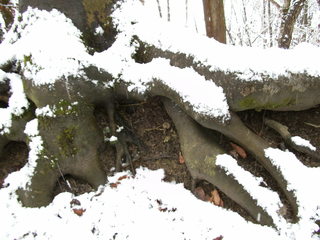 Baumwurzeln - Baum, Wurzel, Holz, Wald, Zeitabschnitt, Schnee, Winter