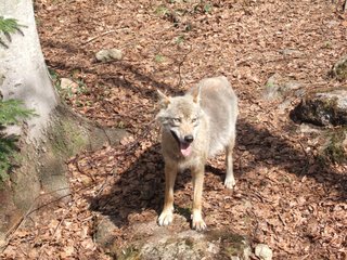 Wolf - Wolf, Raubtier, Rudeltier, hundeartig, Wölfe, Rudel, Freigehege, Canis