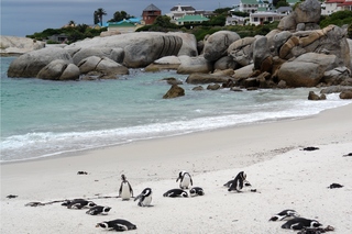 Pinguine beobachten in Bolders Beach_1 - Bolders Beach, Südafrika, Bucht, Strand, Sandstrand, Brillenpinguin, Felsen