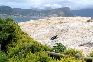 Pinguine beobachten in Bolders Beach_2 - Bolders Beach, Südafrika, Felsen, Sonnenbad, Brillenpinguin, Bucht, Meer, Bergkette