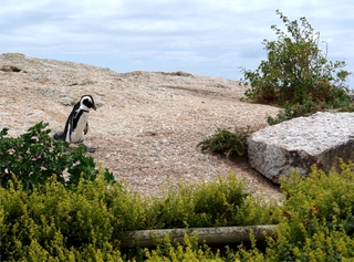 Pinguine beobachten in Bolders Beach_3 - Bolders Beach, Südafrika, Felsen, Brillenpinguin, schwarz-weiß, watscheln