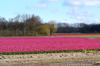 Tulpenfelder bei Alkmaar_1 - Alkmaar, Niederlande, Tulpe, Tulpenfeld, pink, rot, kahl, abgeerntet, Frühling, Kopfweide