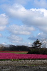 Tulpenfelder bei Alkmaar_2 - Alkmaar, Niederlande, Tulpe, Tulpenfeld, pink, rot, kahl, abgeerntet, Frühling, Kiefer, Kumulus, Kumuluswolke