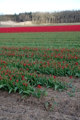 Tulpenfelder bei Alkmaar_3 - Alkmaar, Niederlande, Tulpe, Tulpenfeld, rot, kahl, Blüte, Knospe, Frühling