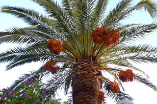 Dattelpalme - Palme, Dattelpalme, Sizilien, Pflanze, Palmengewächs, Früchte, Fruchtstand, Palmwedel, Datteln