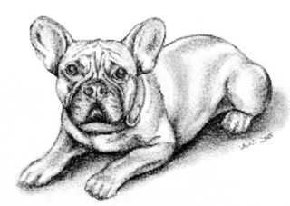 Barney  - Hund, Französische Bulldogge, Haustier, Tier, Anlaut H, Illustration