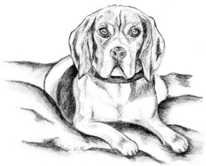 Touch Down - Hund, Beagle, Haustier, Tier, Anlaut H, Illustration