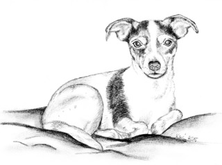 Amy - Jack Russell Terrier, Hund, Haustier, Tier, Anlaut H, Illustration