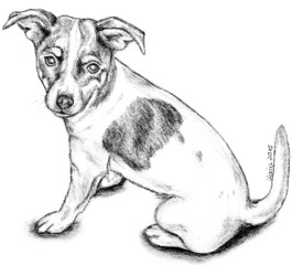 Amy - Hund, Jack Russell Terrier