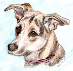 Rocky - Hund, Mischling, Haustier, Tier, Anlaut H, Illustration