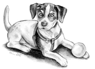 Amy als Welpe - Hund, Welpe, Jack Russell Terrier
