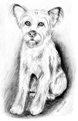 Naomi - Hund, Mischling, Haustier, Tier, Anlaut H, Illustration