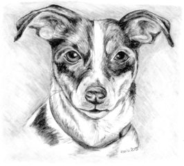 Amy - Hund, Jack Russell Terrier