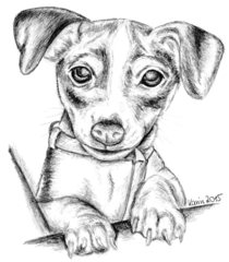 Amy als Welpe - Welpe, Hund, Jack Russell Terrier, Haustier, Anlaut H, Illustration