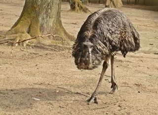 Emu - Laufvogel - Emu, Australien, Vogel, Zoo, Laufvogel, Fleisch, Nutztier, Symbol, flugunfähig, Dromaiidae, Dromaius, Urkiefervögel, Federn, Schnabel