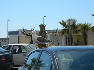Möwe auf Autodach#1 - Möwe, Auto, Dach, Vogel