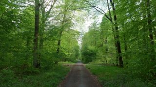 Waldweg - Wald, Weg, Frühling, Blätter, grün, Perspektive, Meditation, Schreibanlass
