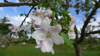 Apfelblüte #1 - Nutzpflanze, Garten, Gartenbau, Frühling, Apfel, Apfelblüte, Knospe, Blüte, Blütenblatt, Kronblatt, Staubblatt, fünf