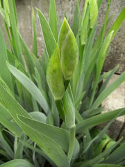 Knospe einer Schwertlilie - Schwertlilie, Iris, Blume, Natur, Pflanze, mehrjährig, zwittrig, Blütenblätter, Frühling, Knospe